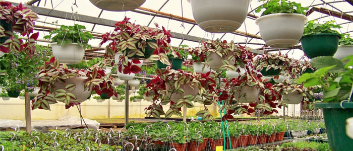bos greenhouse